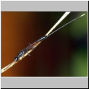 Gasteruption jaculator - Gichtwespe w01f 15mm - OS-Insektenhotel det.jpg